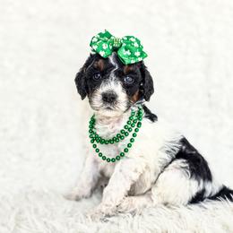 Scout - Black and white female Bernedoodle puppy in Gaylord, Michigan from Dog Mom Co. Doodles
