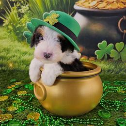 Lucky - Tri-color male Bernedoodle puppy in Mckinney, Texas from M2 Bernedoodles