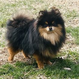 Augustus - Pomeranian