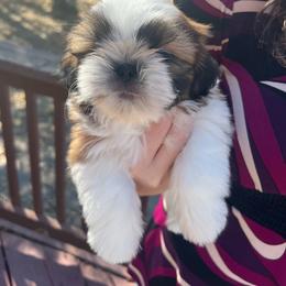 Male 1 - Red and white male Shih Tzu puppy in Paso Robles, California from Encanto Shih Tzus by Darlene Madrigal