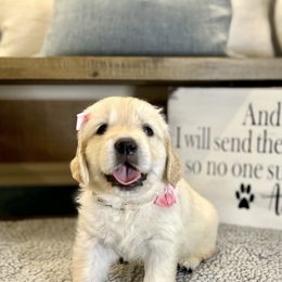 Golden Retriever Puppies from Huckaby’s English Golden Retrievers