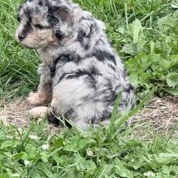 Phoebe - Merle female Goldendoodle puppy in Knob Noster, Missouri from Simply Schnauzers