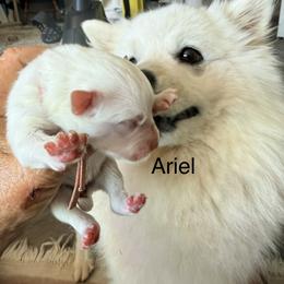 Ariel - White female American Eskimo Dog puppy in El Cajon, California from Sesi’s Legacy Kennels