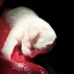 American Bullies and Maltipoos from Poo Pups