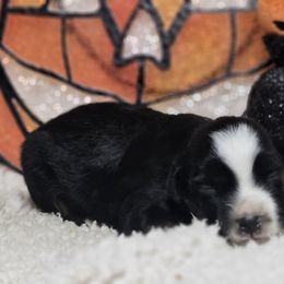 Rowen - Black tri female Miniature Australian Shepherd puppy in Bethany, Connecticut from Tini Thyme Mini Aussies