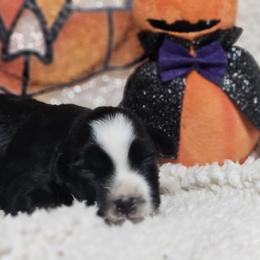 Rowen - Black tri female Miniature Australian Shepherd puppy in Bethany, Connecticut from Tini Thyme Mini Aussies