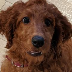 Irish Doodle Puppies from Morningside Doodles