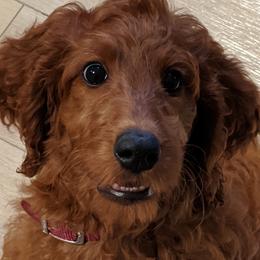 Irish Doodle Puppies from Morningside Doodles