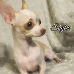 Skyler - Cream and white male Chihuahua puppy in Henderson, Kentucky from Western Kentucky Chihuahua’s and Chinese Crested’s