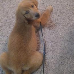 Golden Retriever Puppies from Ginger Snap Golden Retrievers