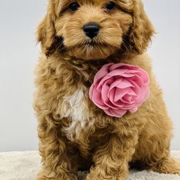 Goldendoodle Puppies from DM Hilltop FURfamily