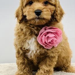Goldendoodle Puppies from DM Hilltop FURfamily