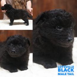 Loysville - Black male Mudi puppy in Gatlinburg, Tennessee from Greenbrier