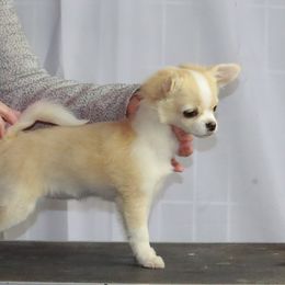 Chihuahua Puppies from TJs Chihuahuas