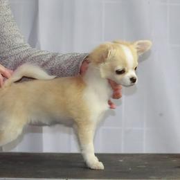Chihuahua Puppies from TJs Chihuahuas
