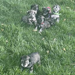 Miniature Schnauzer Puppies from Wahl 2 Wahl Schnauzers
