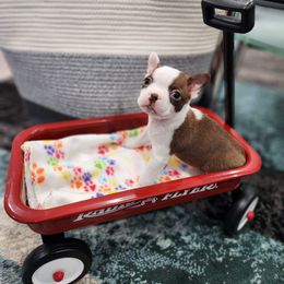 Boston Terrier Puppies from Tallulahs Boston babes