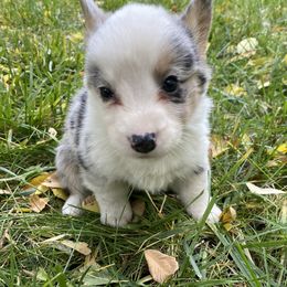 Junior - Blue merle and white male Cardigan Welsh Corgi puppy in Rexburg, Tennessee from Corgi Gardens