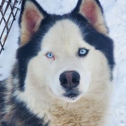 Ash - Siberian Husky