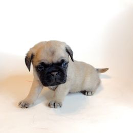 Finn - Blue Collar - Fawn male Pug puppy in Hereford, Arizona from Broken Road Ranch Pugs