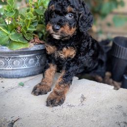 Tootsie Blue Collar Boy - Phantom male Poodle puppy in Laveen, Arizona from Neely Family Poodles