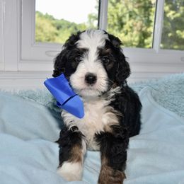 Bernedoodle and Goldendoodle Puppies from Above and Beyond Standards