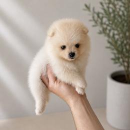 Teddy - White male Pomeranian puppy in California from Petite Poms Of CA