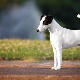 Miniature American Shepherds and Smooth Fox Terriers from Flawlessly Kennel