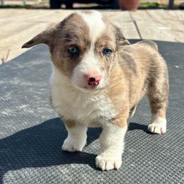 Cat Woman - Blue merle and white female American Corgi puppy in Preston, Idaho from KC Bar Ranch Aussies