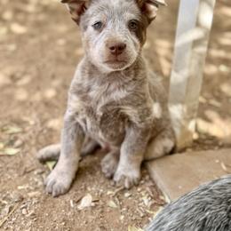 Green - Blue male Australian Cattle Dog puppy in Sahuarita, Arizona from A2 Australian Cattle Dogs