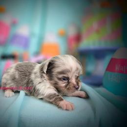 Picasso - Merle male Chihuahua puppy in Piqua, Kansas from Cute As A Cupcake Chihuahuas