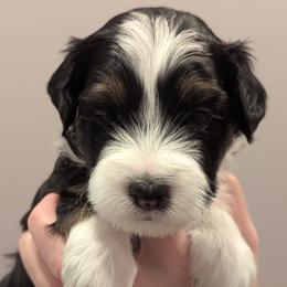 Boy 3 - male Aussiedoodle puppy in New Durham, New Hampshire from Ridgeview Aussiedoodles