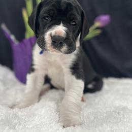 Great Dane Puppies from Catskills Greatest Danes