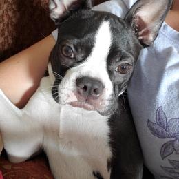 Boston Terrier Puppies from I Love Pups