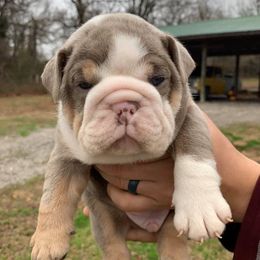 English Bulldog Puppies from Thompson Pack