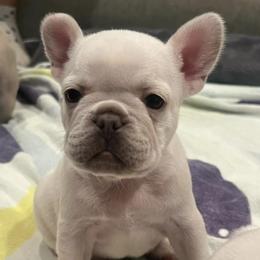 French Bulldog Puppies from 731 Frenchies