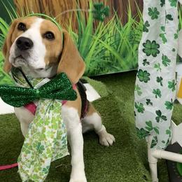 Beagles from Knappogue Beagles