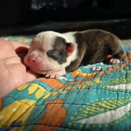 Boy 3 - Seal brindle and white male Boston Terrier puppy in Gibson City, Illinois from Quinn's Kennels