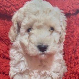 AKC Boy Nanuq 1800 NATURAL TAIL - Apricot male Poodle puppy in Cartersville, Georgia from Alpha Tiny Paws