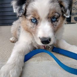 Assorted Doodle Crosses, Australian Shepherd, and Bernedoodle Puppies from Twin Oaks Creek Aussie and Bernedoodle Farm