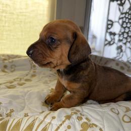 Pearl - Black and tan female Dachshund puppy in Nuevo, California from Weenie Hut Jrs