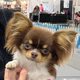 Frankie - Chihuahua