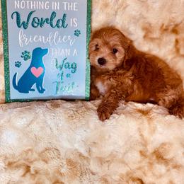 Luis - Red male Maltipoo puppy in West Jordan, Utah from Mid Sized Maltipoos and More LLC
