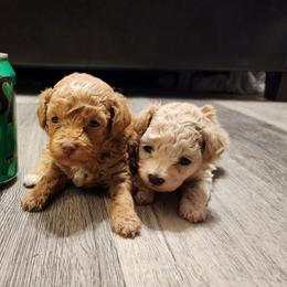 Poodle Puppies from Wendy's Poodles