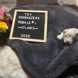 Atlanta - White female Miniature Schnauzer puppy in Littleton, Colorado from Wahl 2 Wahl Schnauzers