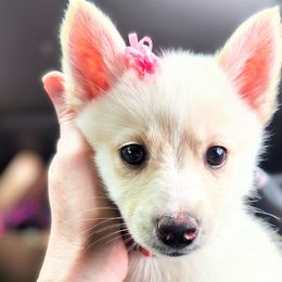 Cupid - White Pomsky puppy in Kennewick, Washington from Nebula Ranch Pomskies