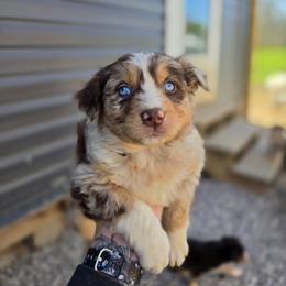 Meerkat - Red merle female Australian Shepherd puppy in London, Kentucky from Kenmont Kennels