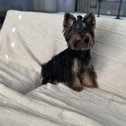 Moose - Yorkshire Terrier