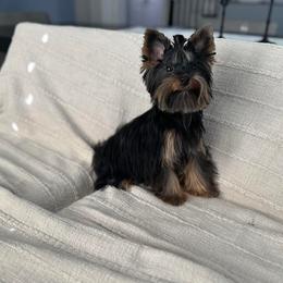 Moose - Yorkshire Terrier