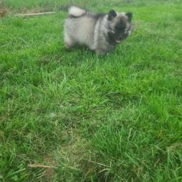Keeshond Puppies from Hocking Hills Keeshonds